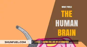 Unleashing Brain Power: Exploring the Essential Fuel for Human Cognition