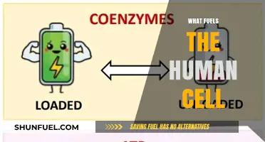 Unveiling the Power Source: What Fuels the Human Cell's Energy