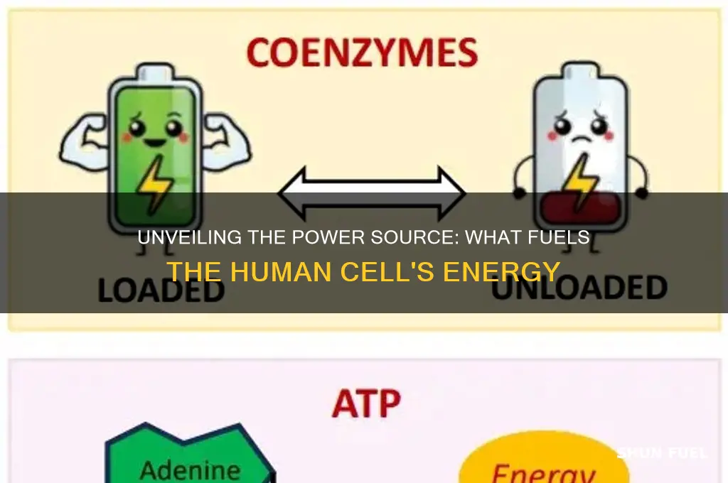 what fuels the human cell