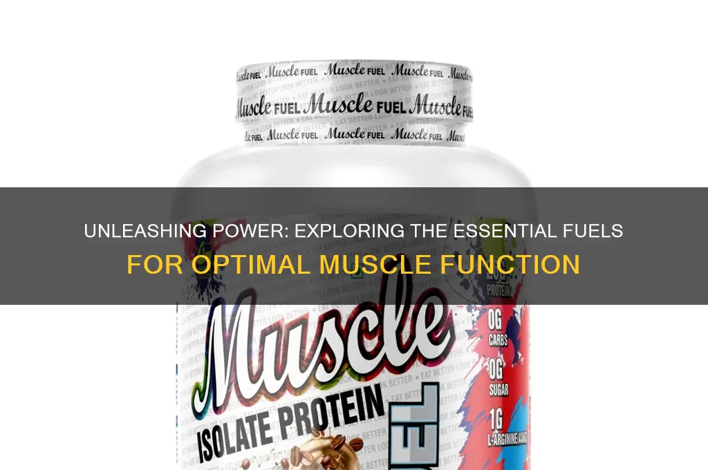 what fuels the muscle system