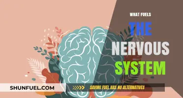 Unleashing Energy: The Vital Fuel Sources Powering Your Nervous System