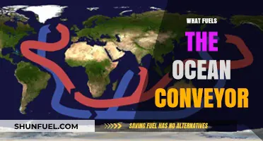 Unveiling the Forces Driving the Ocean's Global Conveyor Belt