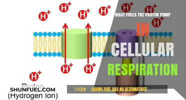 Unveiling the Energy Source Driving Proton Pumps in Cellular Respiration