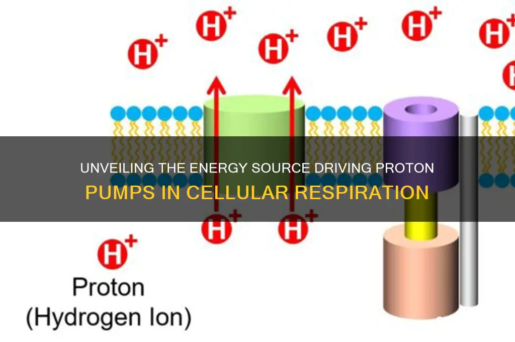 what fuels the proton pump in cellular respiration
