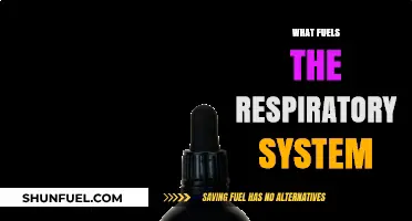 Breathing Unveiled: Exploring the Essential Fuels of the Respiratory System