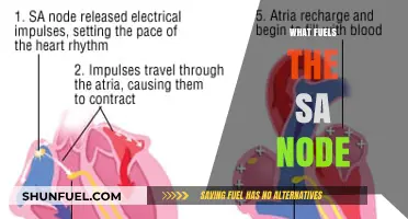 Unveiling the Energy Source Behind the SA Node's Rhythm
