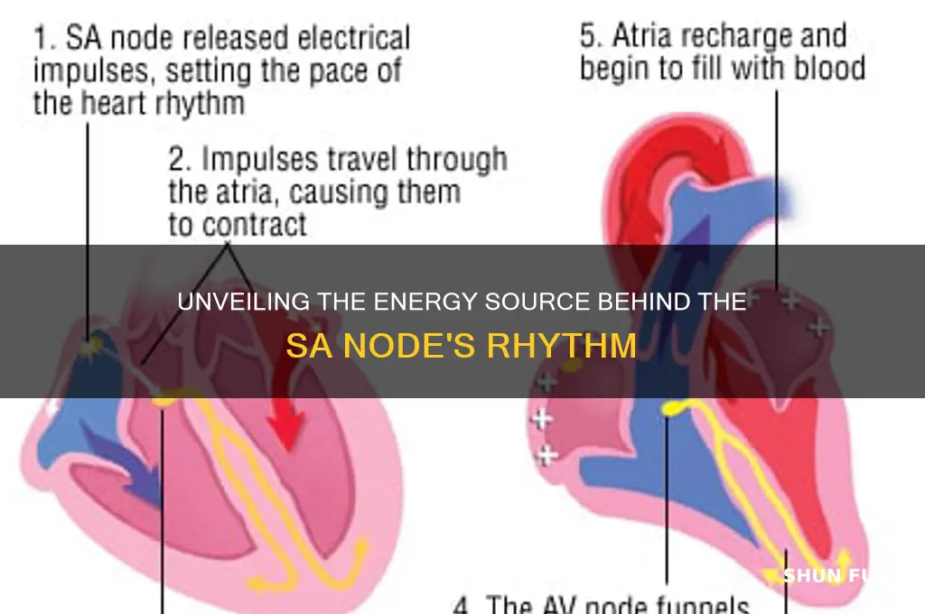 what fuels the sa node