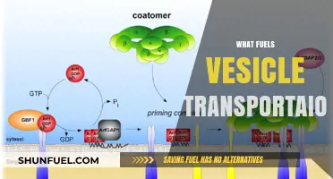 Unveiling the Molecular Engines Driving Vesicle Transportation in Cells