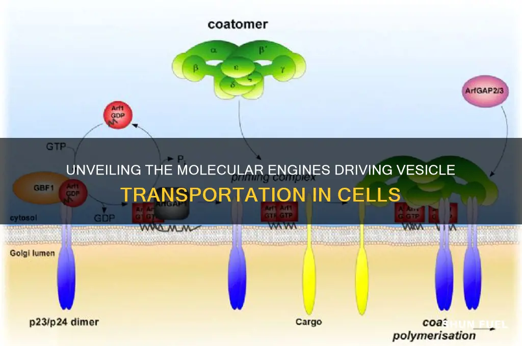what fuels vesicle transportaion