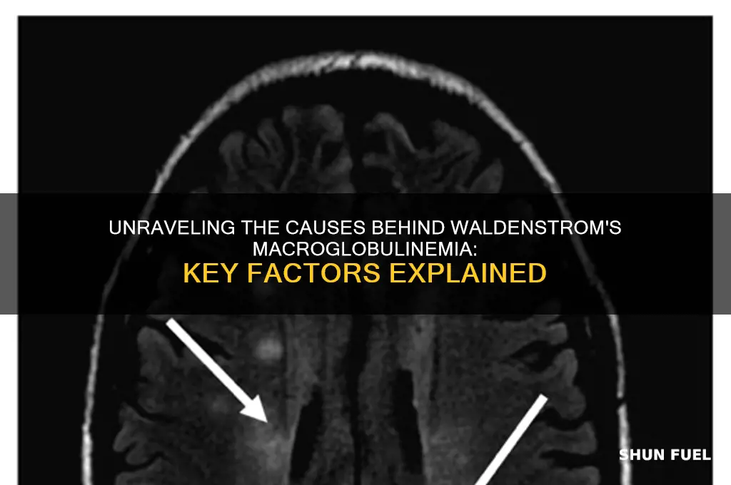 what fuels waldenstrom