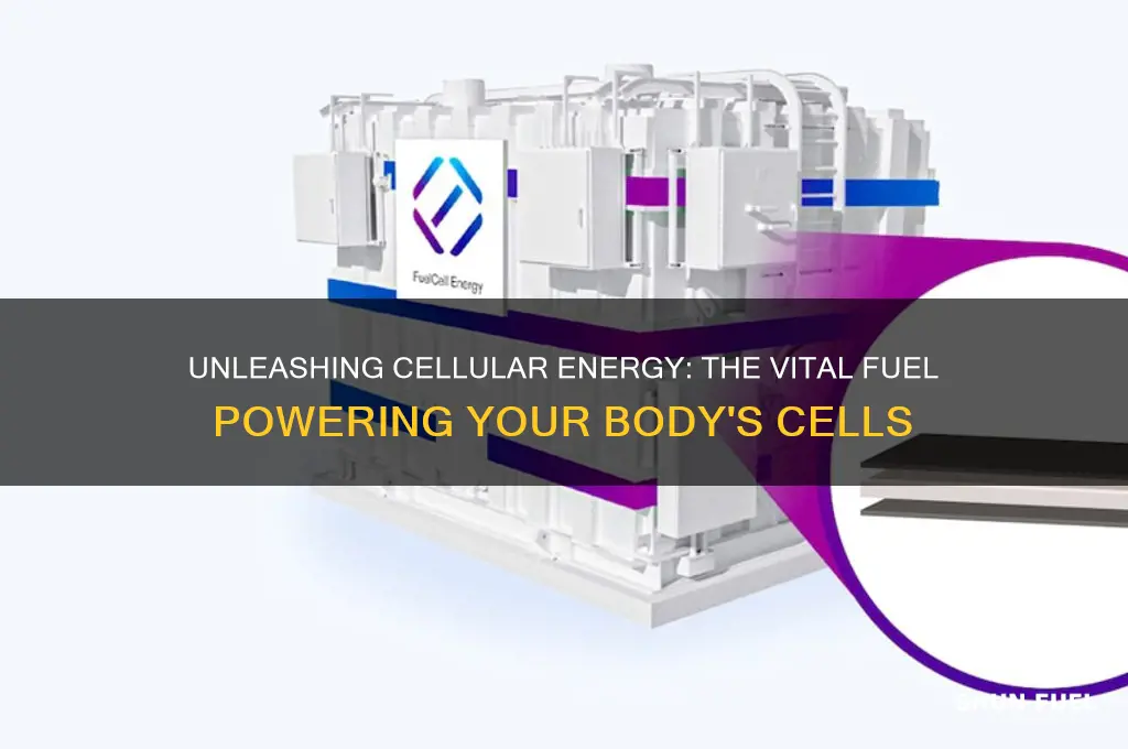 what fuels your cells