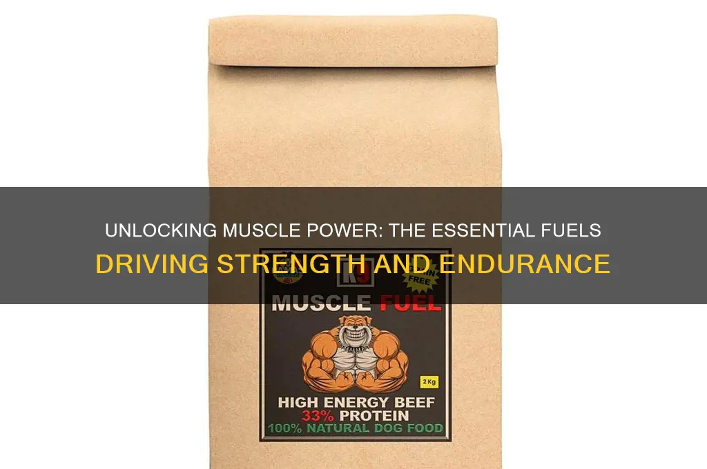 what fuels your muscles
