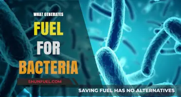 Unveiling the Key Sources That Fuel Bacterial Growth and Survival