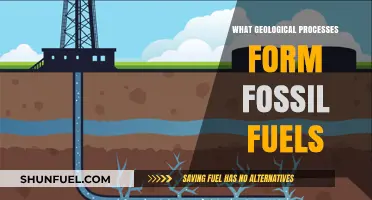 How Ancient Organic Matter Transforms into Fossil Fuels: Geological Processes Explained