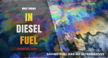 Diesel Fuel: A Microbial Habitat