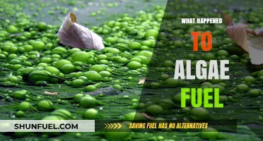 The Rise and Stall of Algae Biofuel: What Went Wrong?
