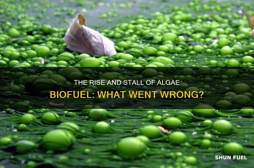 what happened to algae fuel