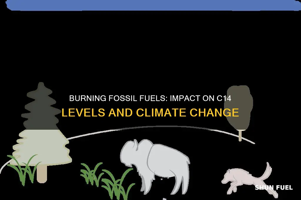 what happens to c14 as we burn fossil fuels