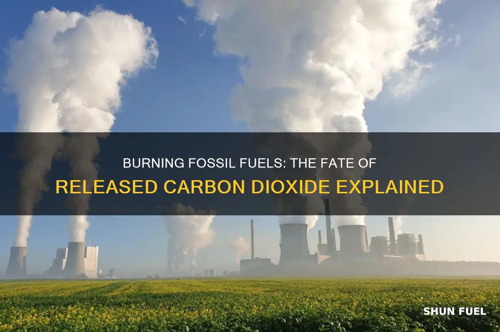 what happens to carbon dioxide when fossil fuels are burned