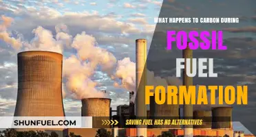 Carbon's Journey: Unveiling Its Role in Fossil Fuel Formation Process