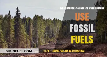 Fossil Fuels' Impact: How Forests Suffer from Human Energy Choices