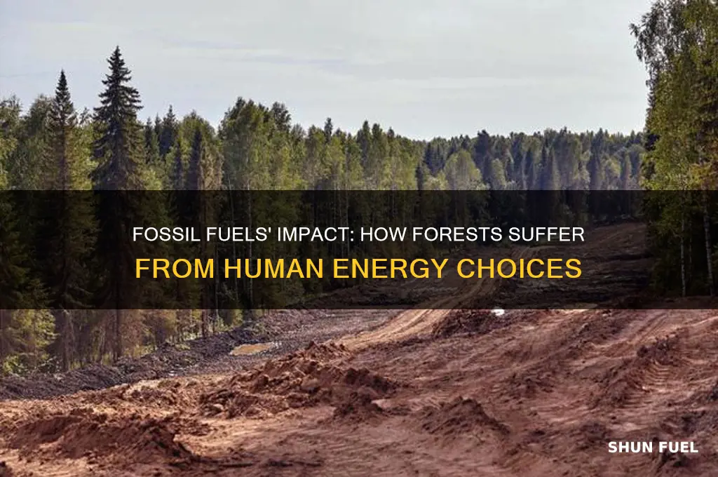 what happens to forests when humans use fossil fuels