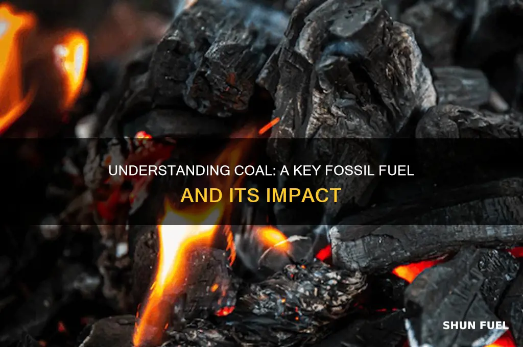 what is a fact baout a fossil fuel coal
