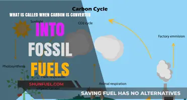 Carbon Conversion: Fossil Fuels Formation