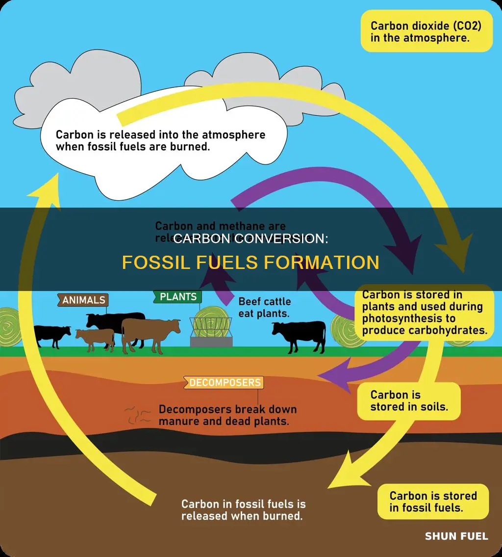 what is called when carbon is converted into fossil fuels