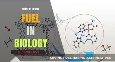 Understanding Fossil Fuels: Biological Origins and Environmental Impact Explained