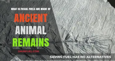 Ancient Animal Remains: The Surprising Origins of Fossil Fuels
