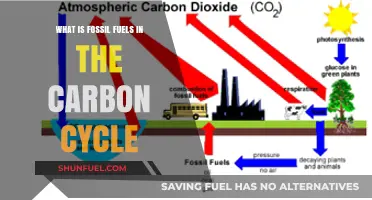 Fossil Fuels' Role in the Carbon Cycle Explained