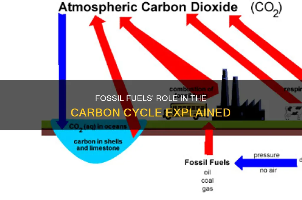 what is fossil fuels in the carbon cycle