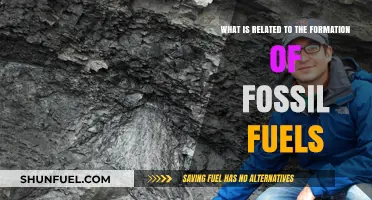 Unveiling the Ancient Process Behind Fossil Fuel Formation