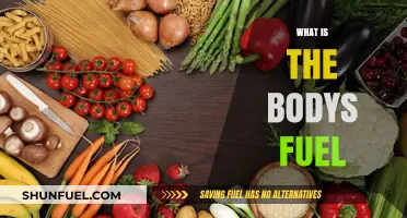 Exploring the Body's Fuel: A Journey into Energy Sources