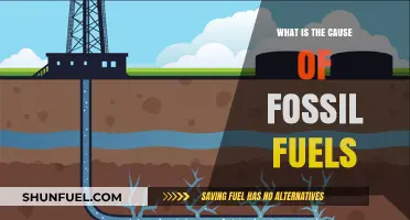 Uncovering the Origins: What Causes Fossil Fuels to Form?