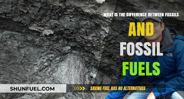 Fossils vs. Fossil Fuels: Unraveling Earth's Ancient Treasures and Energy Sources