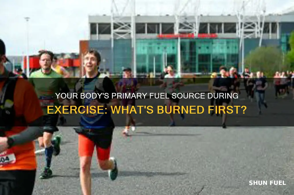 what is the first fuel your body uses during exercise