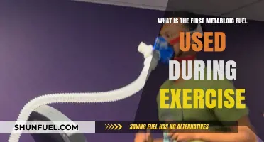 Primary Metabolic Fuel: Unlocking Exercise Energy Sources and Utilization