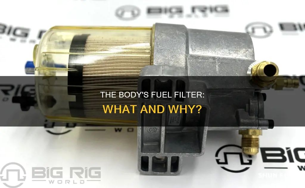 what is the fuel filter of the body