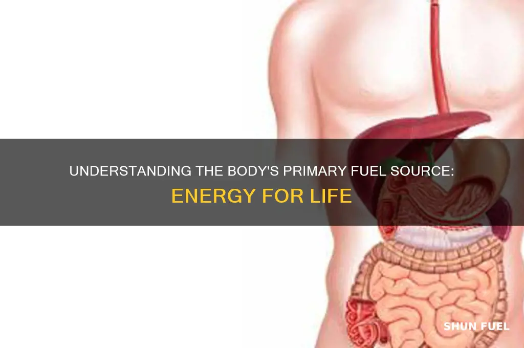 what is the fuel used by the body