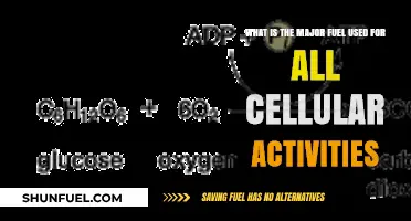 The Power Source: Unveiling the Major Fuel for Cellular Activities