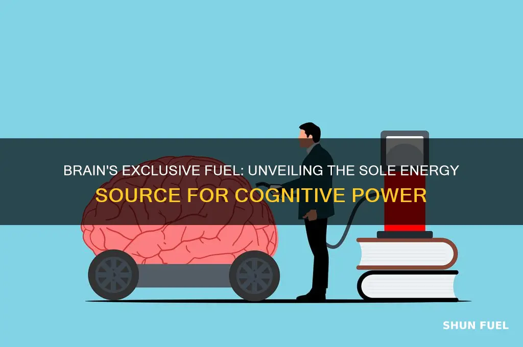 what is the only fuel source the brain can consume