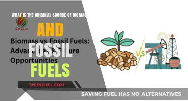Unveiling the Ancient Origins of Biomass and Fossil Fuels