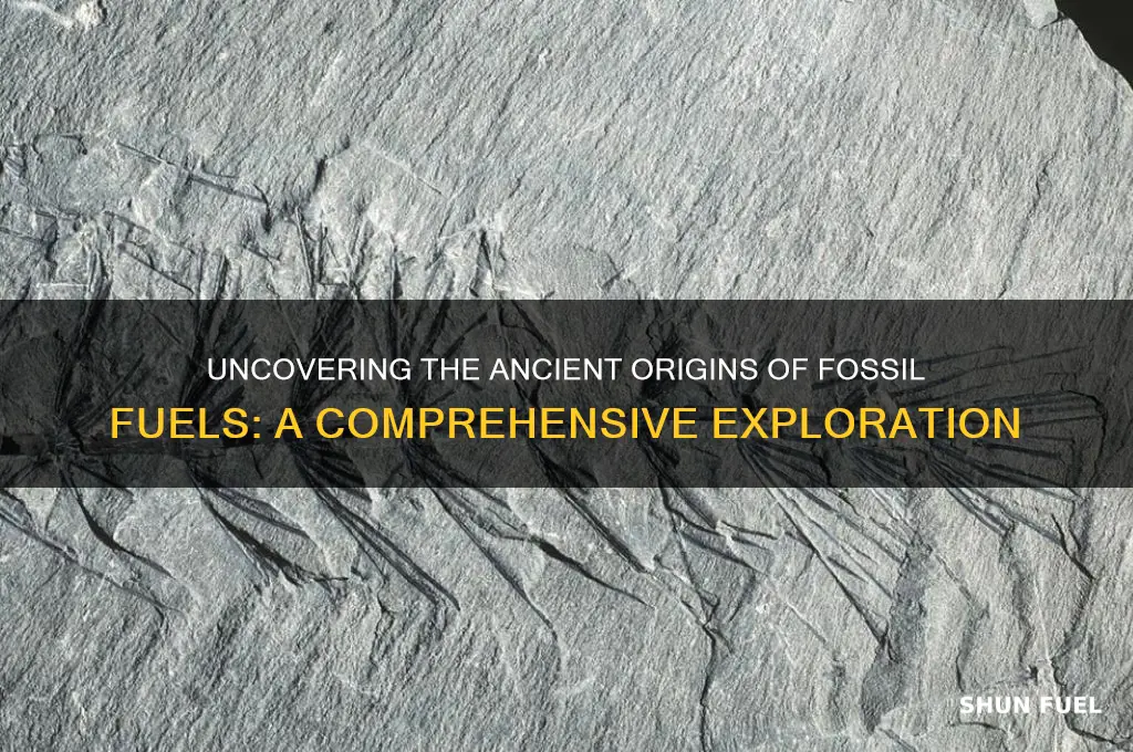 what is the original source of fossil fuels