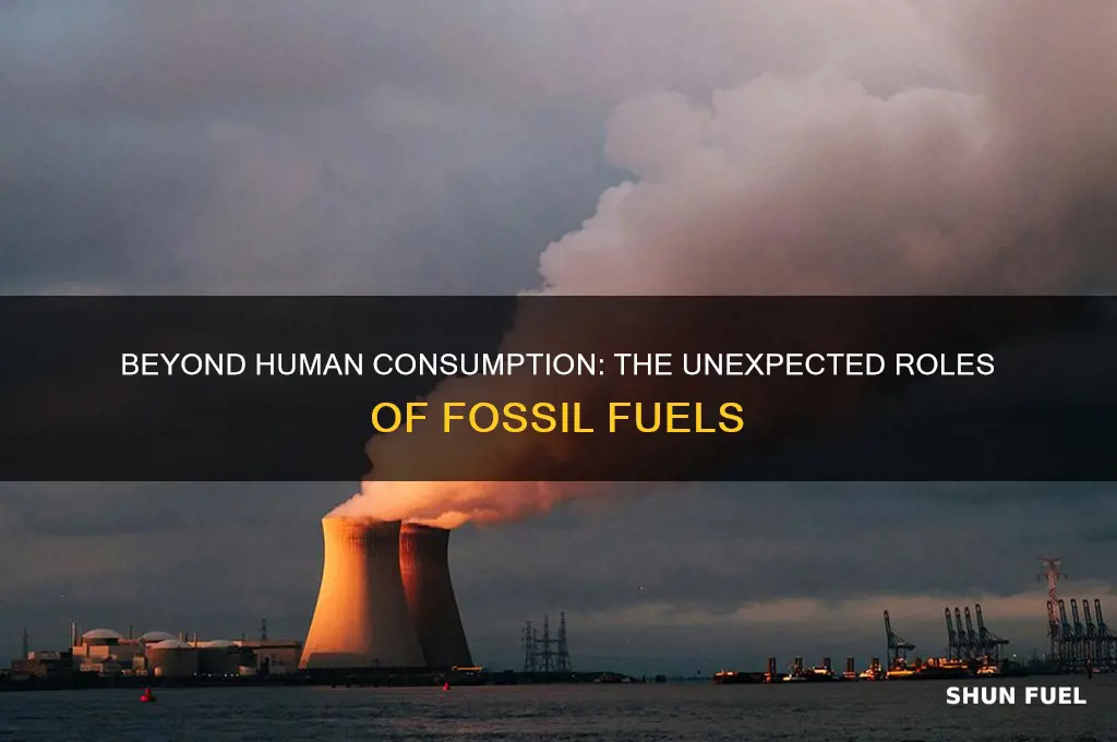 what is the point of fossil fuels besides human use