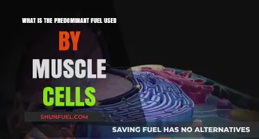 Muscle Cells' Primary Fuel Source: Unlocking the Energy Within