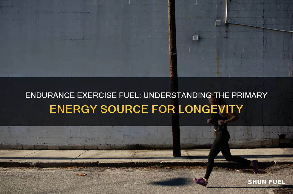 what is the primary fuel used during endurance exercise