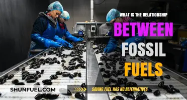 Fossil Fuels' Interdependence: Exploring Their Complex Energy Relationship