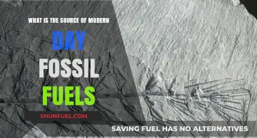 Uncovering the Ancient Origins of Today's Fossil Fuels